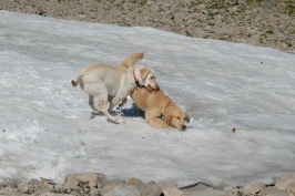 Calla & Luna playing in snow at summit of Mt Lola in Tahoe National Forest-08 8-7-07