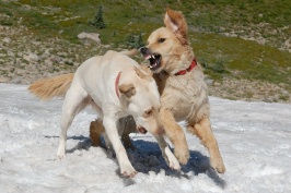 Calla & Luna playing in snow at summit of Mt Lola in Tahoe National Forest-25-2 8-7-07