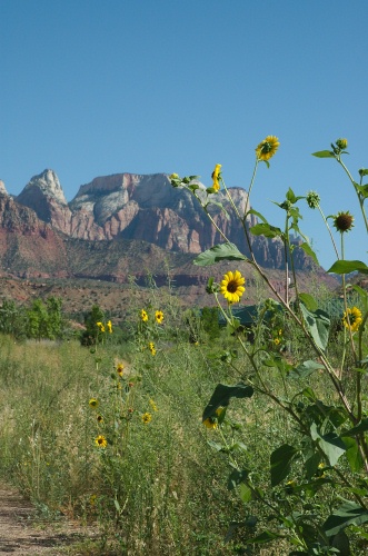 DQ-Daisies & mountains at south entrance of Zion Valley 8-31-05