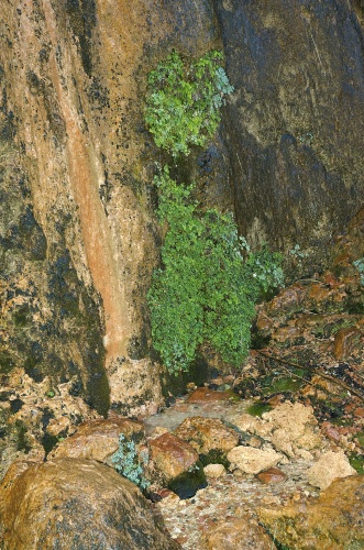 ES-Ferns growing on Weeping Rock overhang at Zion Park UT 8-31-05