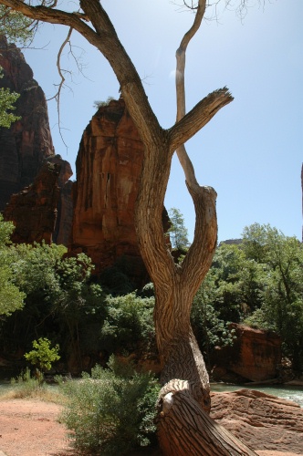 FE-Tree and rocks in Zion Canyon UT 8-31-05