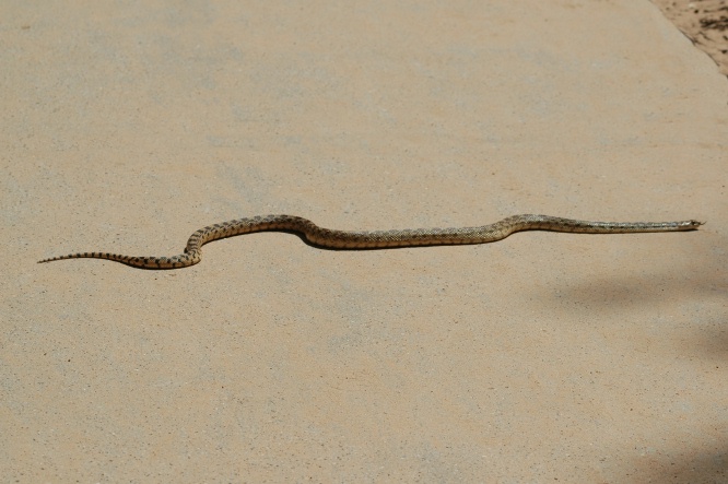 FL-Snake in upper Zion Canyon UT-1 8-31-05
