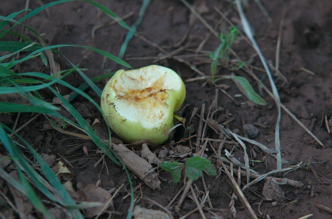 MW-Apple eaten by deer at Fruita campground at Capitol Reef Park UT 9-2-05