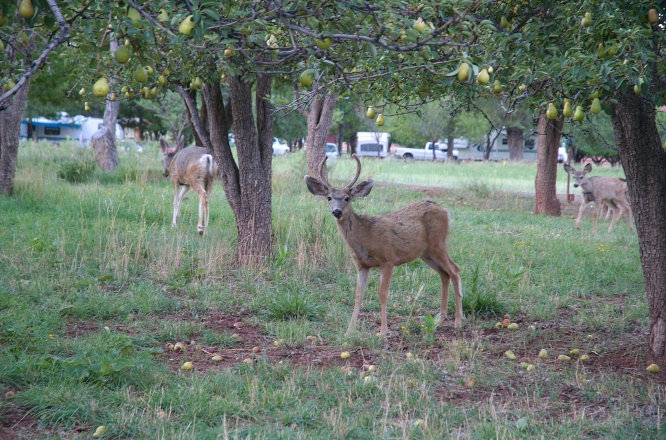 MY-White-tailed deer in orchard at Fruita campground at Capitol Reef UT-3 9-2-05
