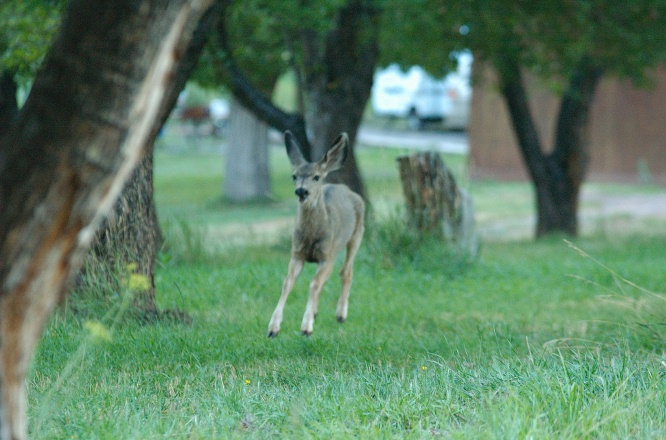 NC-White-tailed deer cavorting at Fruita campground in Capitol Reef Park UT-3 9-2-05