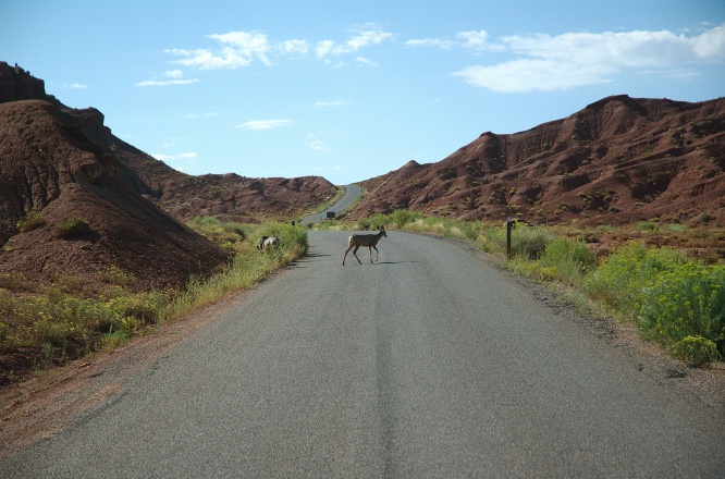 NI-White-tailed deer on scenic road at Capitol Reef Park UT-2 9-2-05