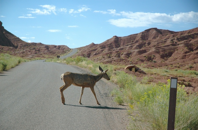 NM-White-tailed deer on scenic road at Capitol Reef Park UT-3 9-2-05