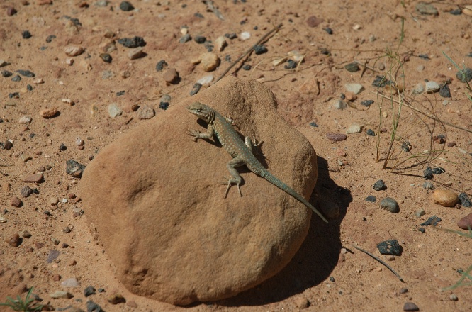 OW-Lizard on rock in Capitol Gorge at Capitol Reef Park UT-2 9-2-05