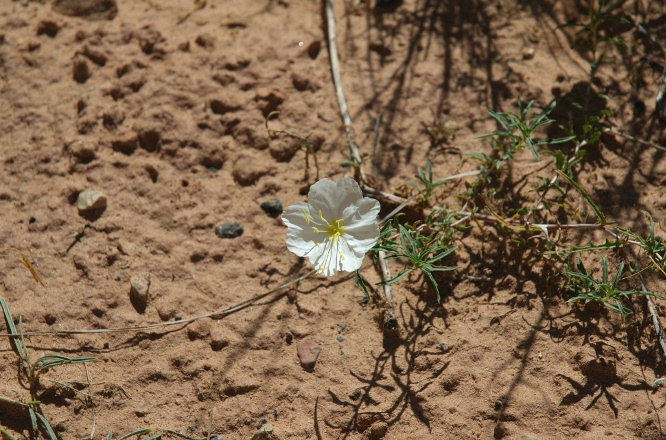 OY-White wild flower in Capitol Gorge at Capitol Reef Park UT-2 9-2-05