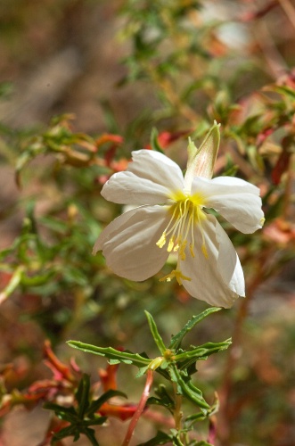 QAU-White wild flower at Capitol Gorge at Capitol Reef Park UT 9-2-05