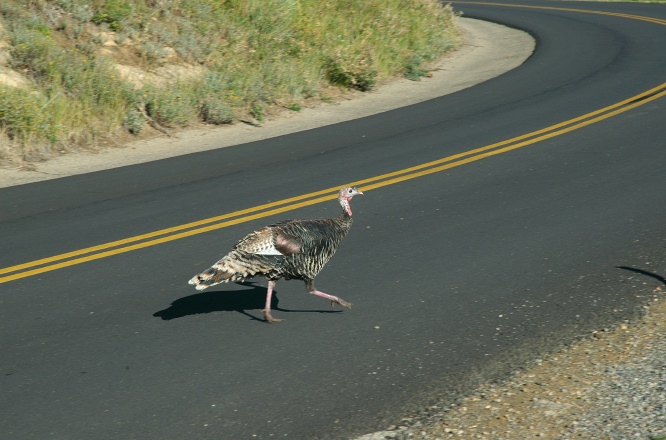 QKE-Wild Turkey crossing road at Mesa Verde campground-2 9-4-05