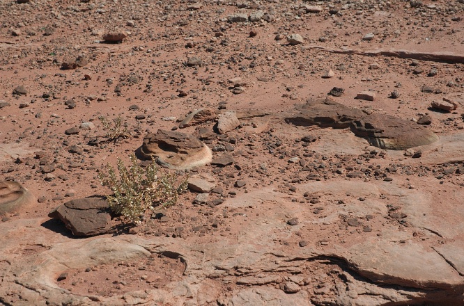 QOE-Dinosaur tracks in rocks near Tuba City Arizona-9 9-5-05