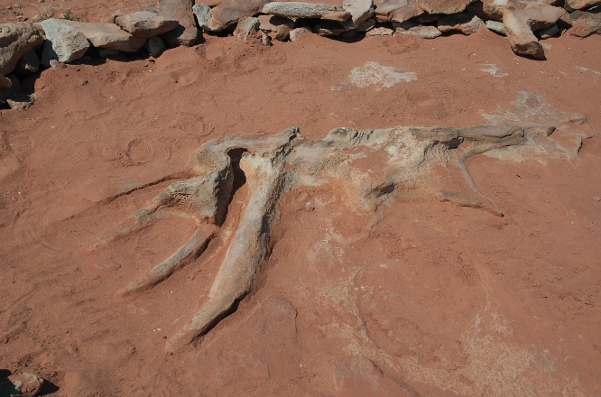 QOI-Impression of dinosaur bones in rocks near Tuba City Arizona 9-5-05