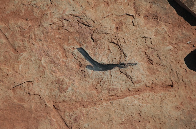 QOK-Fossilized raptor claw in rocks near Tuba City Arizona 9-5-05