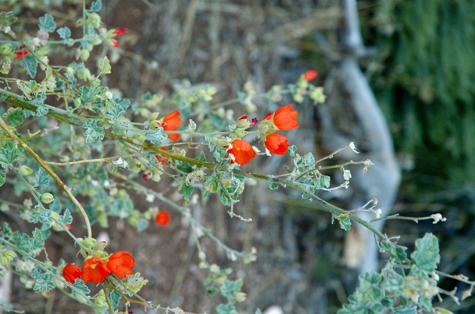 QPM-Red flowers at Desert Watchtower at Grand Canyon AZ 9-4-05