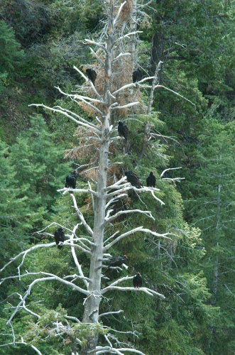 QPW-Turkey Vultures roosting in tree in the Grand Canyon AZ-1 9-5-05
