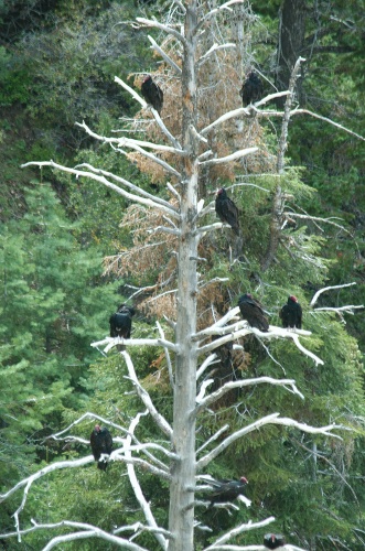QPY-Turkey Vultures roosting in tree in the Grand Canyon AZ-3 9-5-05