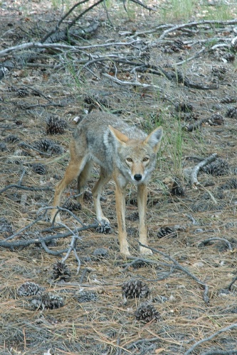 QQC-Coyote at Grand Canyon AZ-4 9-5-05