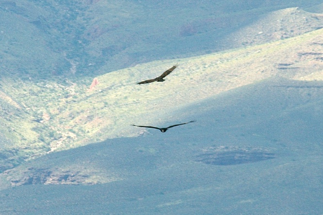 QQE-2 Turkey Vultures in flight over Grand Canyon AZ-2 9-5-05