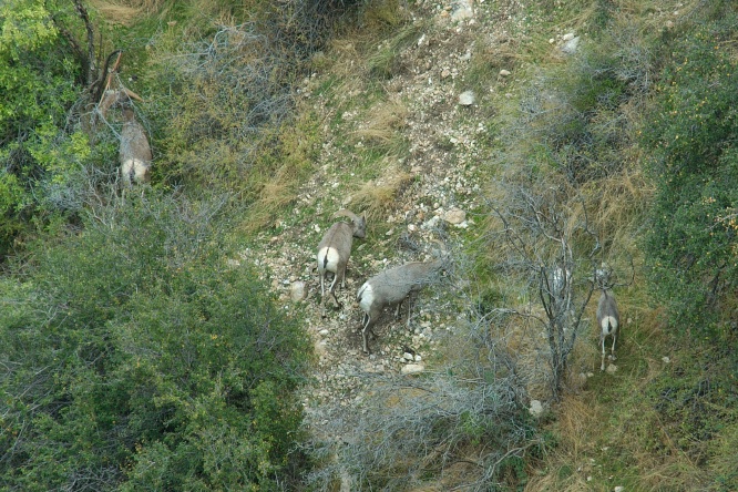 QQY-Big Horn Sheep in Grand Canyon AZ-4 9-5-05