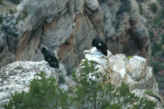 QRA-2 Condors roosting on rocks in Grand Canyon AZ 9-5-05