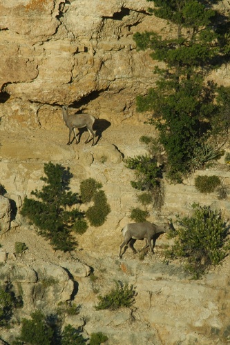 QRE-Big Horn Sheep in Grand Canyon AZ-14-2 9-5-05