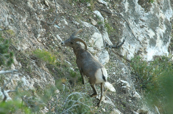 QRK-Big Horn Sheep ram in the Grand Canyon AZ-1 9-5-05