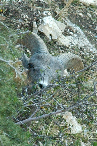 QRM-Big Horn Sheep ram in the Grand Canyon AZ-3-1 9-5-05