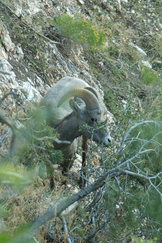 QRO-Big Horn Sheep ram in the Grand Canyon AZ-5 9-5-05