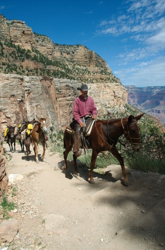 QSA-Wrangler & pack muses on Bright Angel trail in Grand Canyon AZ-2 9-6-05