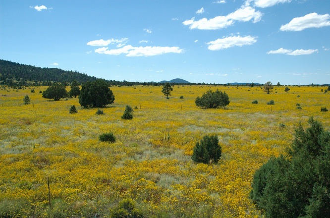 QSE-Flower fields near Williams AZ-4 9-6-05