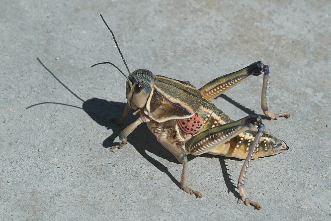 QSG-Large grasshopper in Arizona-1 9-6-05