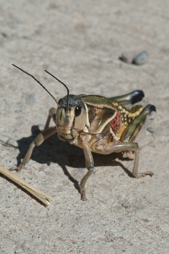 QSI-Large grasshopper in Arizona-3 9-6-05