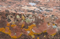 Lichen on rocks near Delicate Arch at Arches Nat Park UT 9-3-05