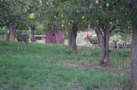 MU-White-tailed deer in orchard at Fruita campground at Capitol Reef UT-2 9-2-05