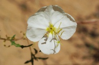 QBA-White wildflower growing in Capitol Reef Park UT 9-2-05
