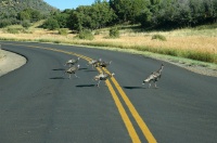 QKC-Wild Turkeys crossing road at campground at Mesa Verde CO-1 9-4-05