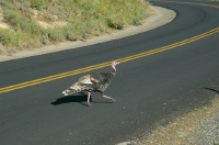 QKE-Wild Turkey crossing road at Mesa Verde campground-2 9-4-05