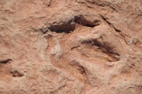 QOA-Dinosaur tracks in rocks near Tuba City Arizona-6 9-5-05