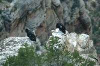 QRA-2 Condors roosting on rocks in Grand Canyon AZ 9-5-05