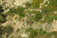QRC-Big Horn Sheep in Grand Canyon AZ-8 9-5-05