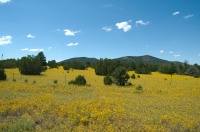 QSC-Flower fields near Williams AZ-1 9-6-05
