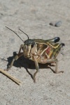 QSI-Large grasshopper in Arizona-3 9-6-05
