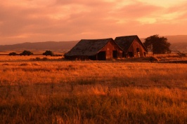 Old barn at sunset near Vacaville CA 9-83